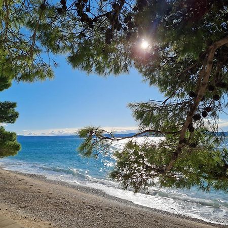 Vila Maslina Apartments Mit Pool Und Garten Nahe Am Strand Tučepi Eksteriør bilde