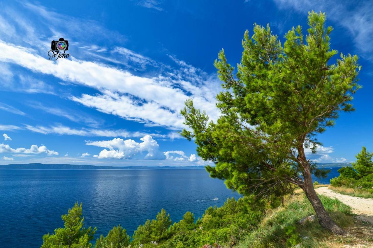 Vila Maslina Apartments Mit Pool Und Garten Nahe Am Strand Tučepi Eksteriør bilde